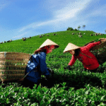 Longjing Tea Plantations