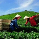 Longjing Tea Plantations