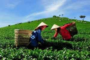 Longjing Tea Plantations