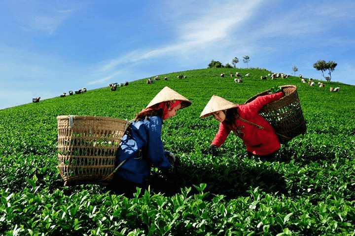 Longjing Tea Plantations