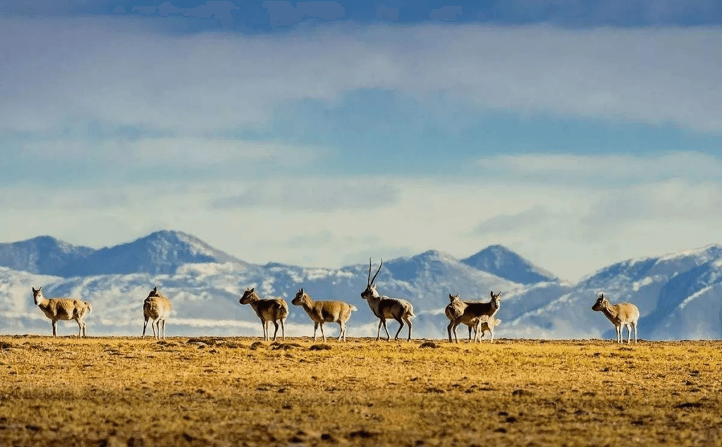 UNESCO World Natural Heritage China Hoh Xil Travel