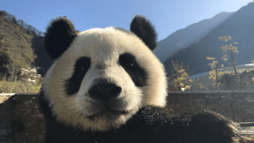 travel China panda