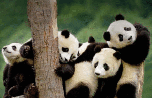 panda china