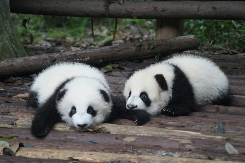UNESCO World Natural Heritage sichuan panda